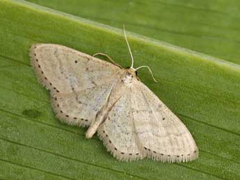 Idaea sylvestraria Hb. adulte - �Lionel Taurand
