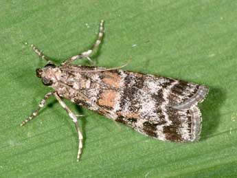 Dioryctria sylvestrella Rtzbg adulte - �Philippe Mothiron