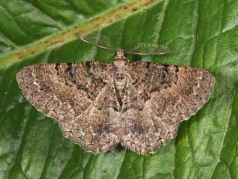 Selidosema taeniolaria Hb. adulte - �Philippe Mothiron