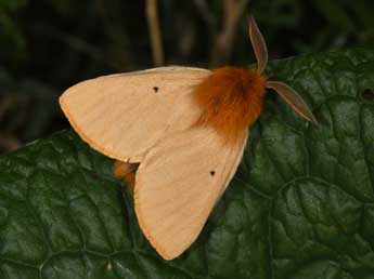 Lemonia taraxaci D. & S. adulte - �Philippe Mothiron