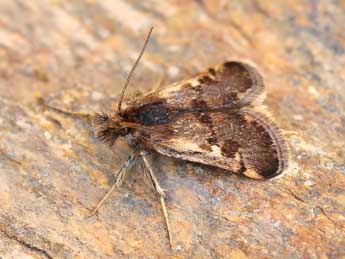 Titanio tarraconensis Ler. & Luq adulte - �Lionel Taurand