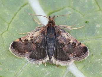 Titanio tarraconensis Ler. & Luq adulte - �Lionel Taurand