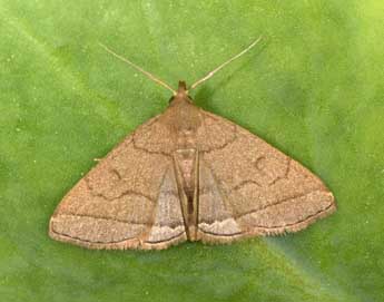 Herminia tarsipennalis Tr. adulte - �Philippe Mothiron