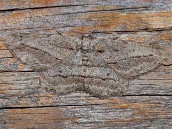 Afriberina tenietaria Stgr adulte - �Claude Colomb