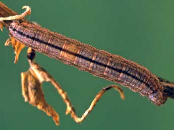  Chenille de Herminia tenuialis Rbl - �Helmut Deutsch