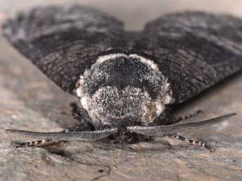 Acossus terebra D. & S. adulte - �Philippe Mothiron