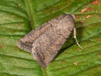 Caradrina terrea Frr adulte - �Philippe Mothiron