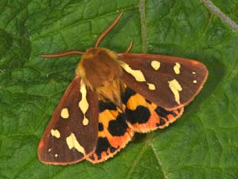 Arctia testudinaria Frc. adulte - �Philippe Mothiron