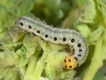  Chenille de Calyptra thalictri Bkh. - �Philippe Mothiron