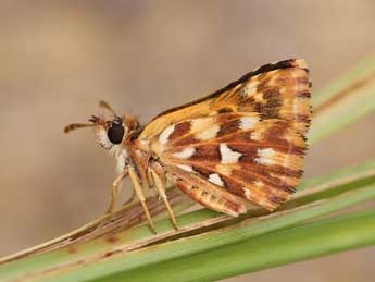 Spialia therapne Rbr adulte - �Lionel Taurand