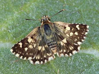 Spialia therapne Rbr adulte - �Lionel Taurand