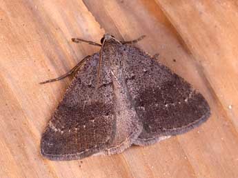 Pachycnemia tibiaria Rbr adulte - �Lionel Taurand