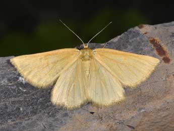 Crocota tinctaria Hb. adulte - �Philippe Mothiron