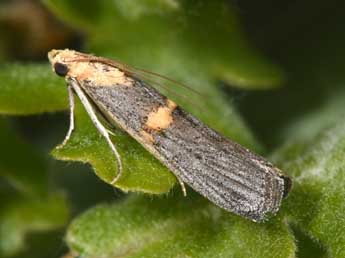 Oxybia transversella Dup. adulte - �Philippe Mothiron