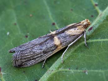 Oxybia transversella Dup. adulte - �Lionel Taurand