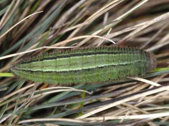  Chenille de Erebia triarius Prun. - �Wolfgang Wagner, www.pyrgus.de