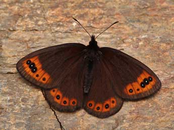 Erebia triarius Prun. adulte - �Lionel Taurand