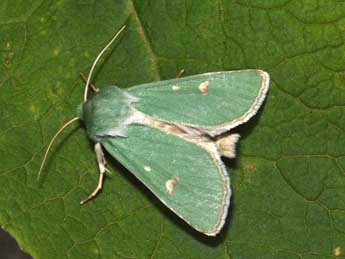 Calamia tridens Hfn. adulte - �Philippe Mothiron