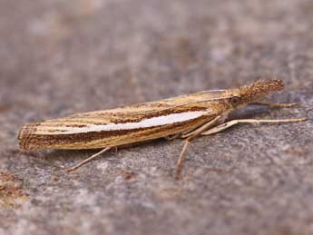Agriphila tristella D. & S. adulte - �Lionel Taurand