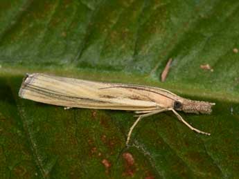 Agriphila tristella D. & S. adulte - �Philippe Mothiron