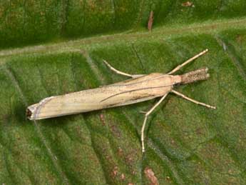 Agriphila tristella D. & S. adulte - �Philippe Mothiron