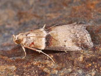 Acrobasis tumidana D. & S. adulte - �Lionel Taurand