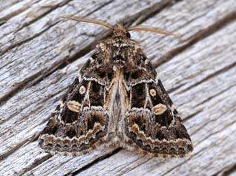 Leucochlaena turatii Schaw. adulte - �Lionel Taurand