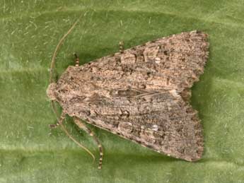 Sideridis turbida Esp. adulte - �Philippe Mothiron