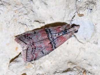 Merulempista turturella Z. adulte - �Noam Robin