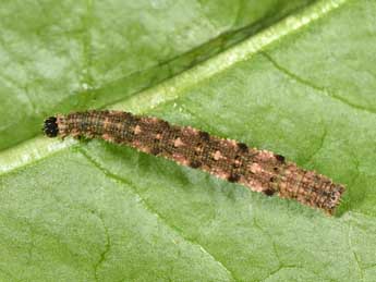  Chenille de Idaea typicata Gn. - �Philippe Mothiron