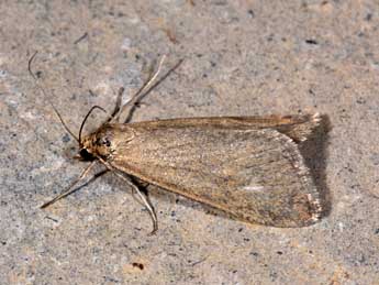 Udea uliginosalis Stph. adulte - �Philippe Mothiron