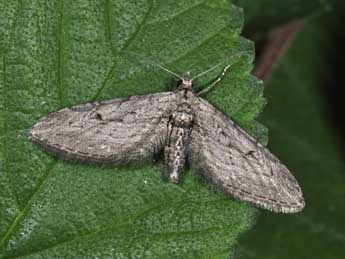 Eupithecia unedonata Mab. adulte - �Philippe Mothiron