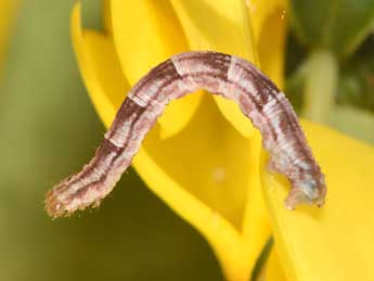  Chenille de Chloroclystis v-ata Hw. - �Philippe Mothiron