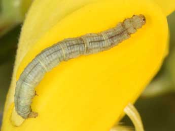  Chenille de Chloroclystis v-ata Hw. - �Philippe Mothiron