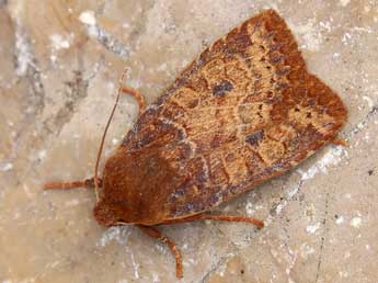 Conistra vaccinii L. adulte - �Lionel Taurand