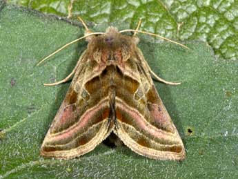 Euchalcia variabilis P. & M. adulte - �Philippe Mothiron