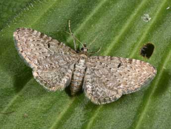 Eupithecia veratraria Grasl. adulte - �Philippe Mothiron