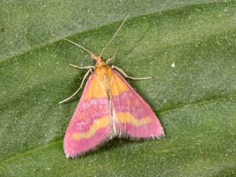 Pyrausta virginalis Dup. adulte - �Philippe Mothiron