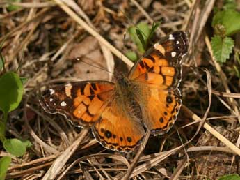 Vanessa virginiensis Drury adulte - �St�phane Grenier