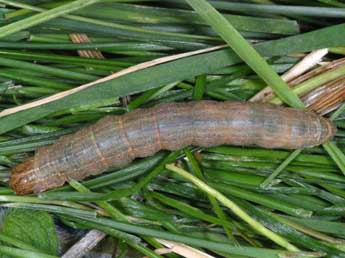  Chenille de Leucania zeae Dup. - �Wolfgang Wagner, www.pyrgus.de