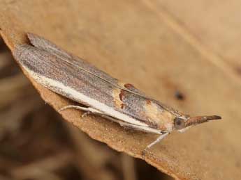 Etiella zinckenella Tr. adulte - �Lionel Taurand