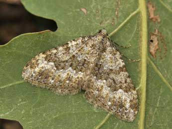 Coenotephria ablutaria Bsdv. adulte - �Lionel Taurand