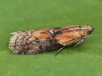 Sciota adelphella Fisch. adulte - �Lionel Taurand