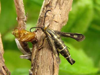 Chamaesphecia aerifrons Z. adulte - �Ruben Meert