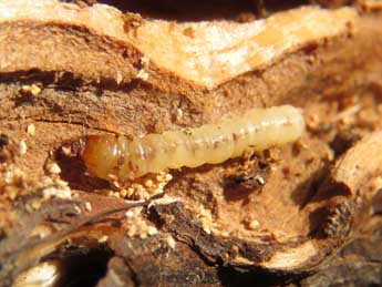  Chenille de Chamaesphecia aerifrons Z. - �Ruben Meert