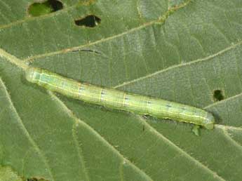  Chenille de Alsophila aescularia D. & S. - �Philippe Mothiron