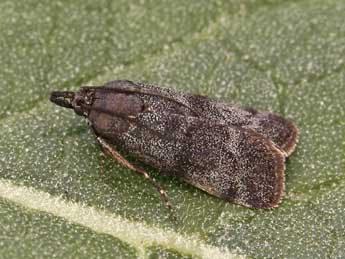 Asarta aethiopella Dup. adulte - �Lionel Taurand