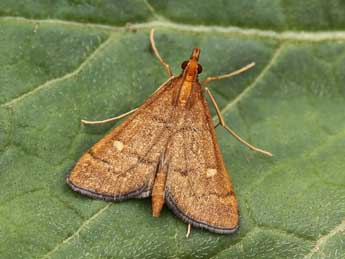 Dolicharthria aetnaealis Dup. adulte - �Lionel Taurand