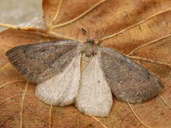 Onychora agaritharia Dardoin adulte - �Lionel Taurand