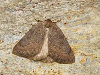 Onychora agaritharia Dardoin adulte - �Lionel Taurand